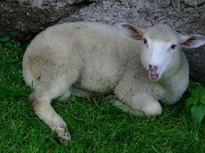 1979年羊在2023年命运（1979年出生2023年属羊人的全年运势）